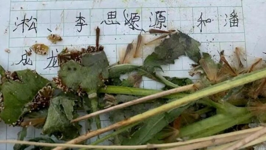 刘诗诗红温了,澳门摇钱树开奖结果查询,重点解答解释落实_创意版V11.58